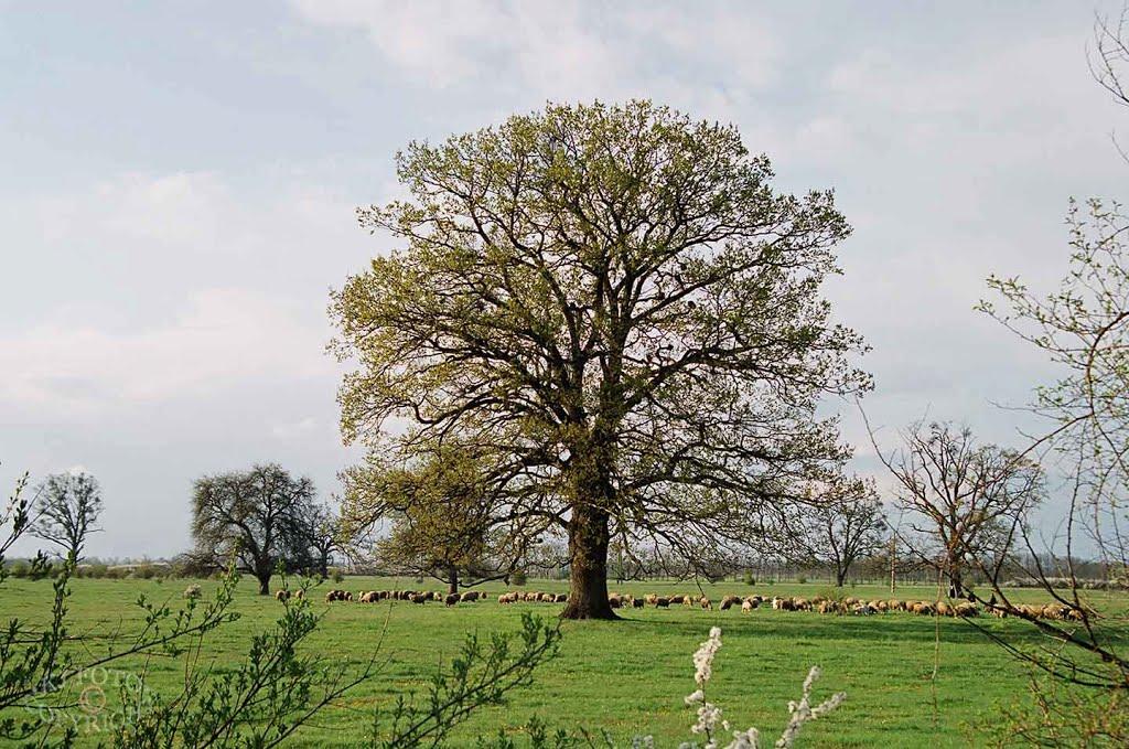 Галабор з panoramio.com - Галабор