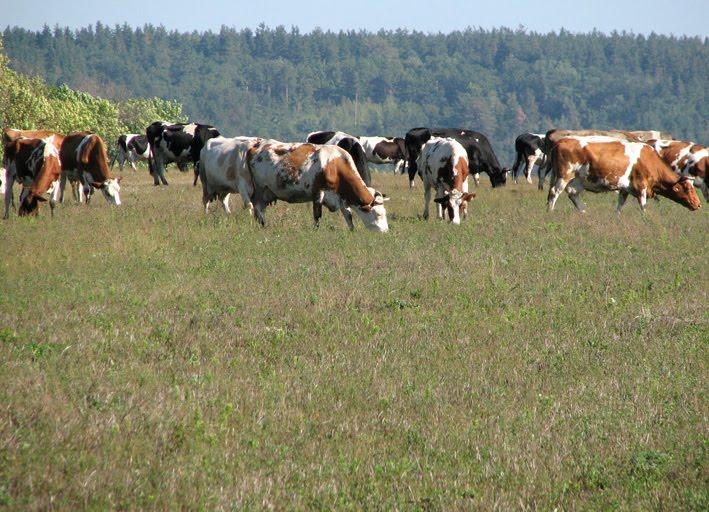 Бірки з panoramio.com - Бірки