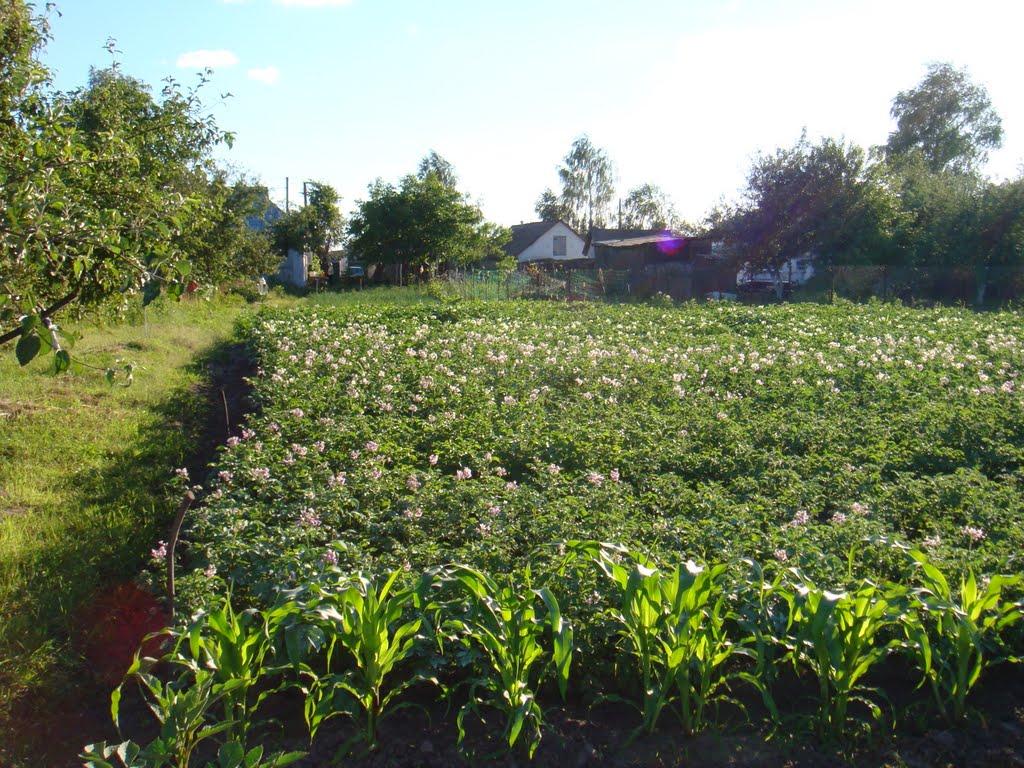 Залісне з panoramio.com (ч.2) - Залісне