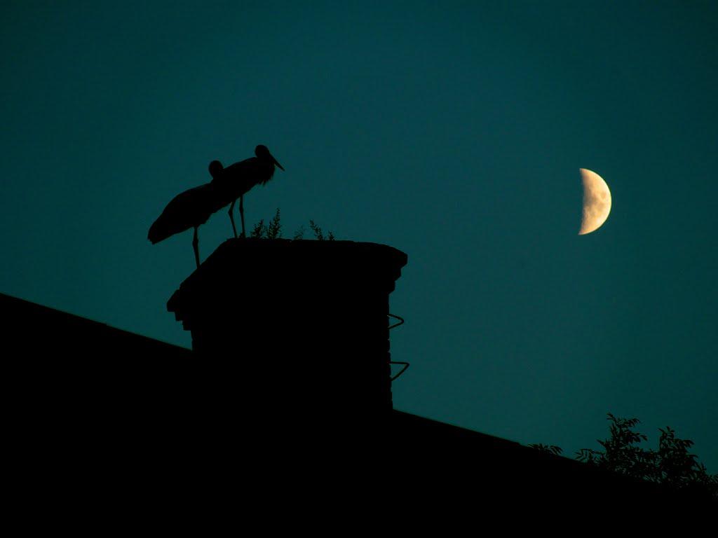 Журавно з panoramio.com - Журавно