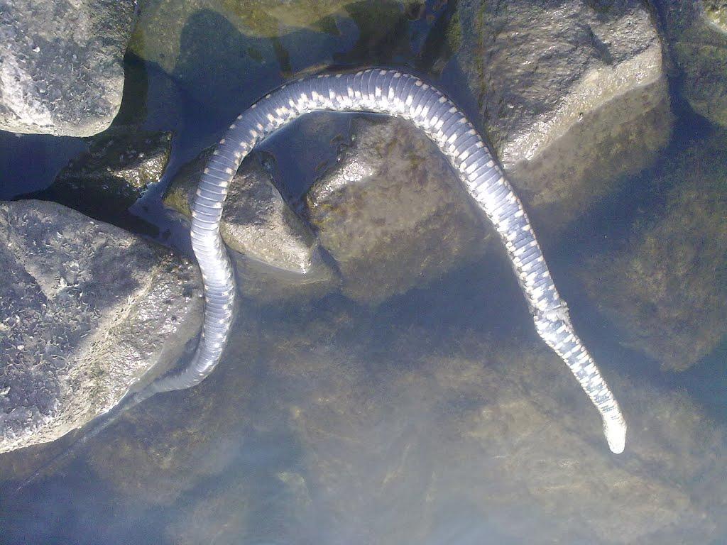 Приморське з panoramio.com - Приморское