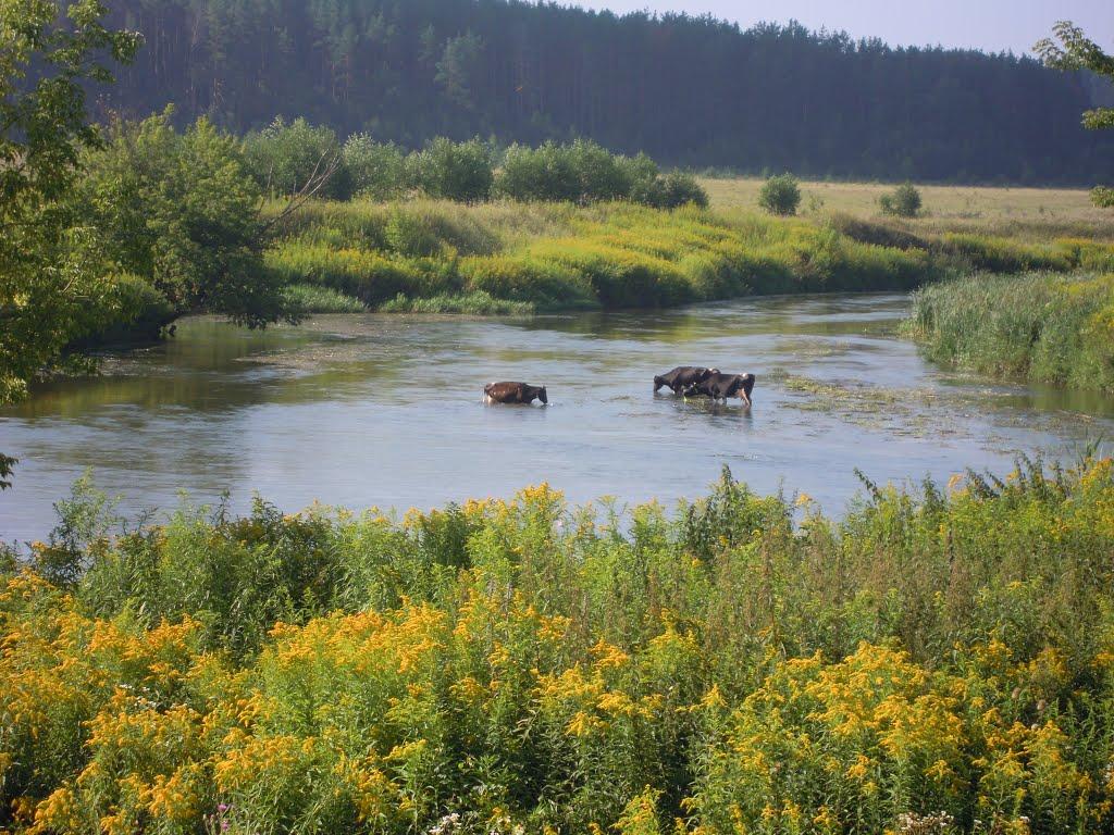 Михля з panoramio.com - Михля