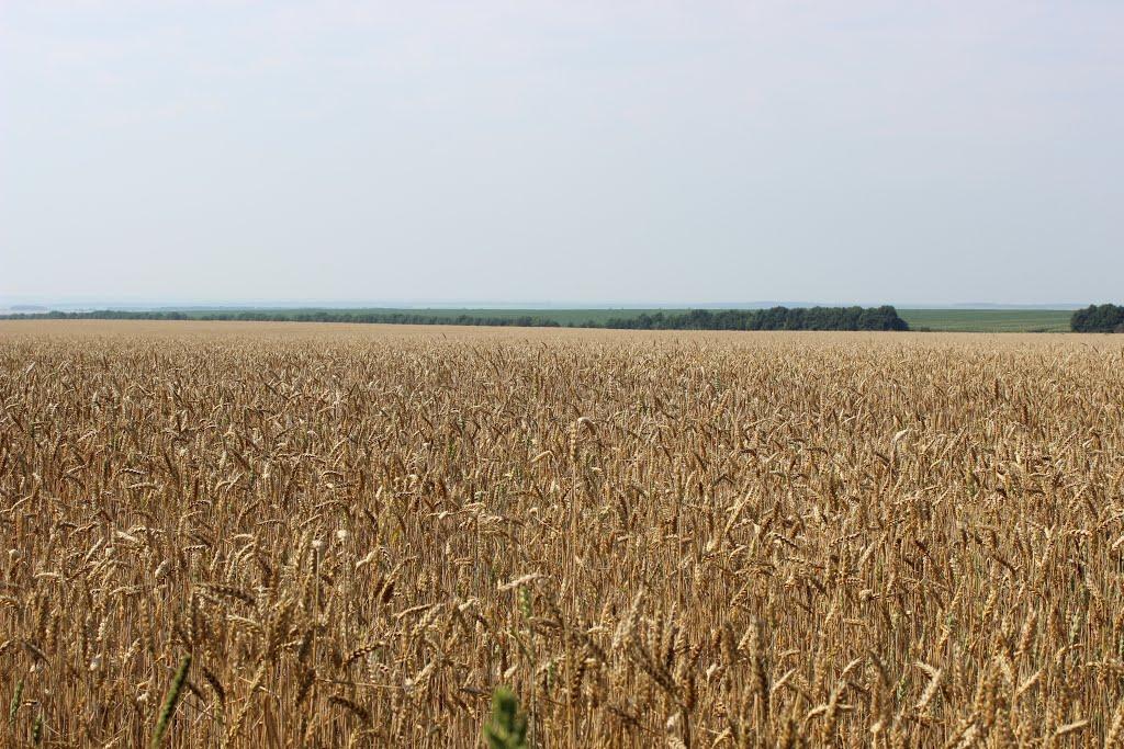 Холодівка з panoramio.com - Холодівка