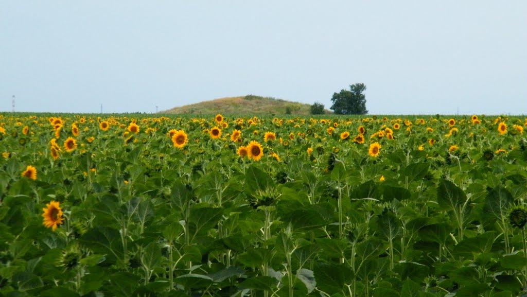 Салівка з panoramio.com - Салівка