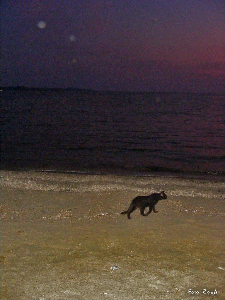 Мисове з panoramio.com - Мысовое