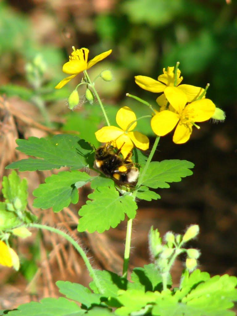 Нова Рудня з panoramio.com - Нова Рудня