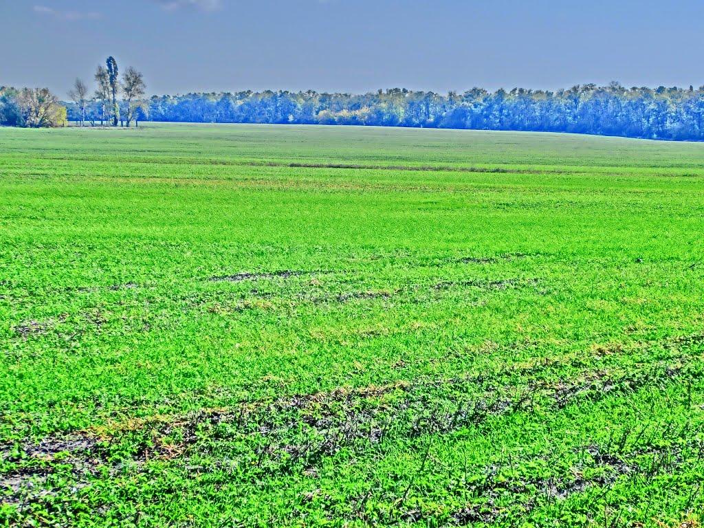 Олександрія з panoramio.com (ч.3) - Олександрія