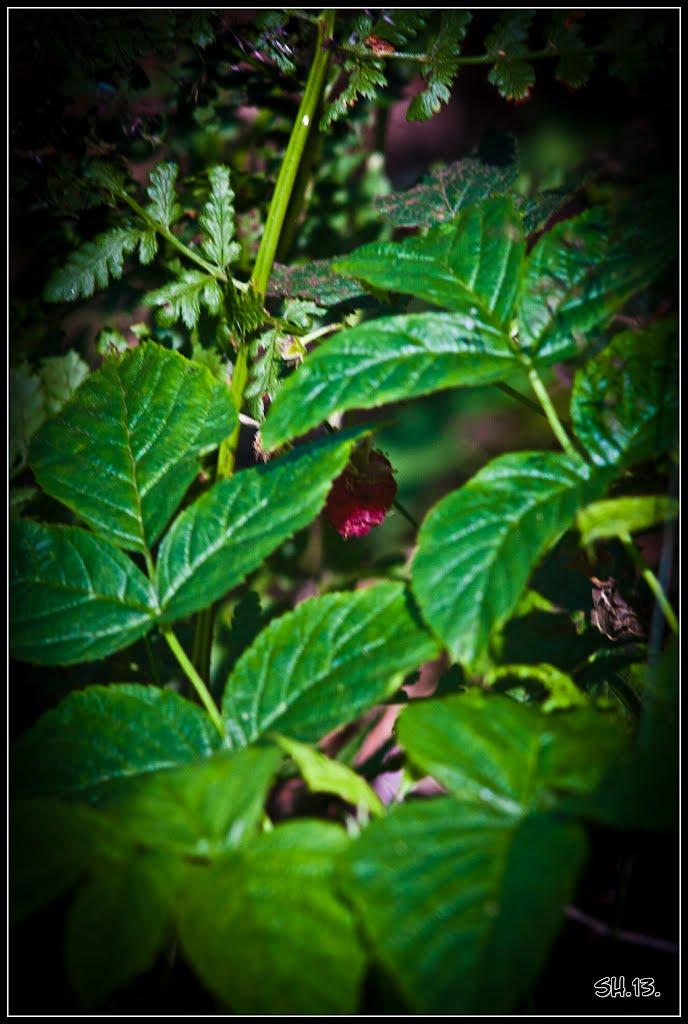 Мала Любаша з panoramio.com - Мала Любаша