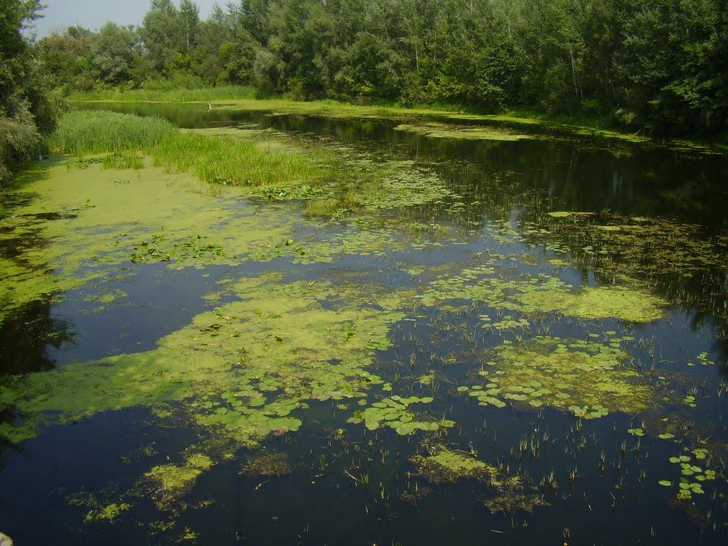 Старонове з panoramio.com - Старонове