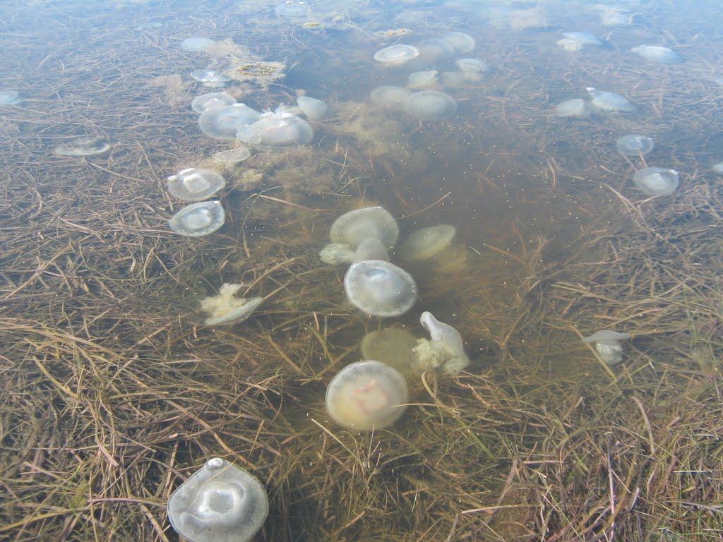 Скадовськ з panoramio.com - Скадовск