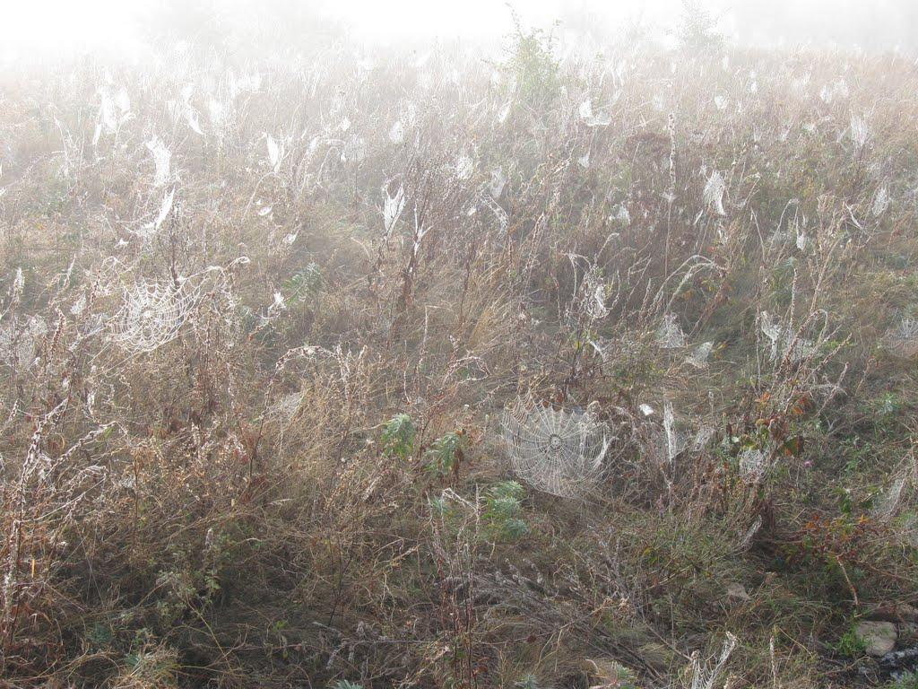 Платонівка з panoramio.com - Платонівка