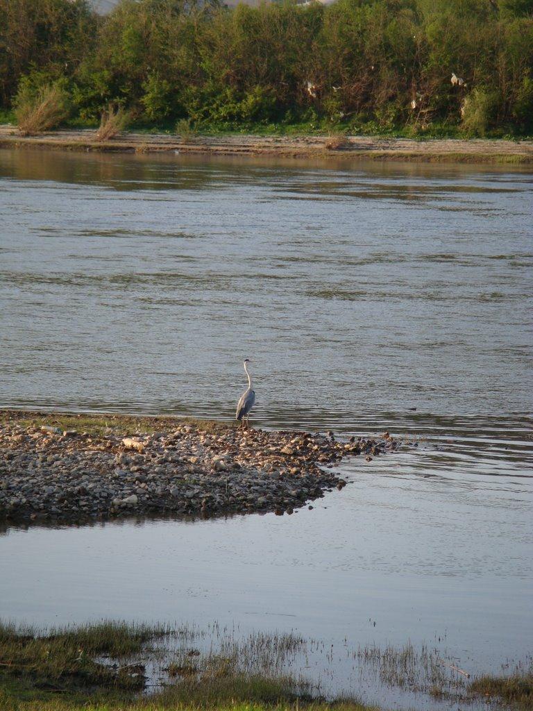Зозулинці з panoramio.com - Зозулинці