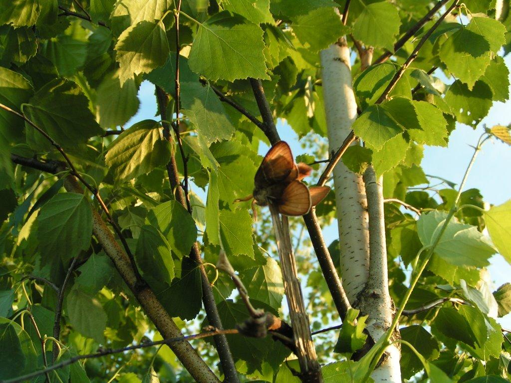 Галаганівка з panoramio.com - Галаганівка