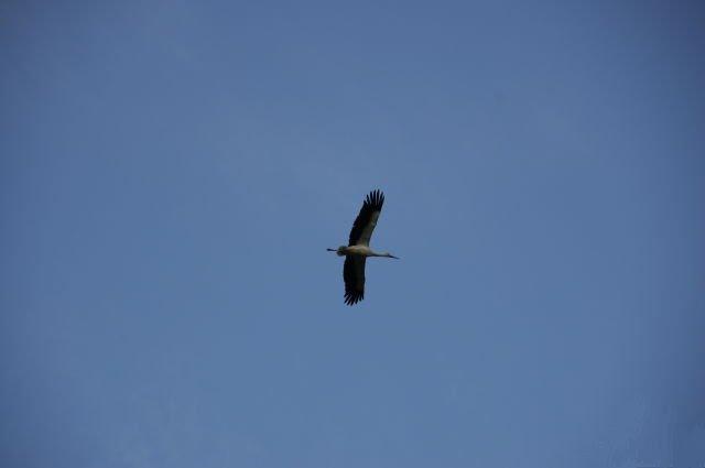 Лисянка з panoramio.com - Лисянка