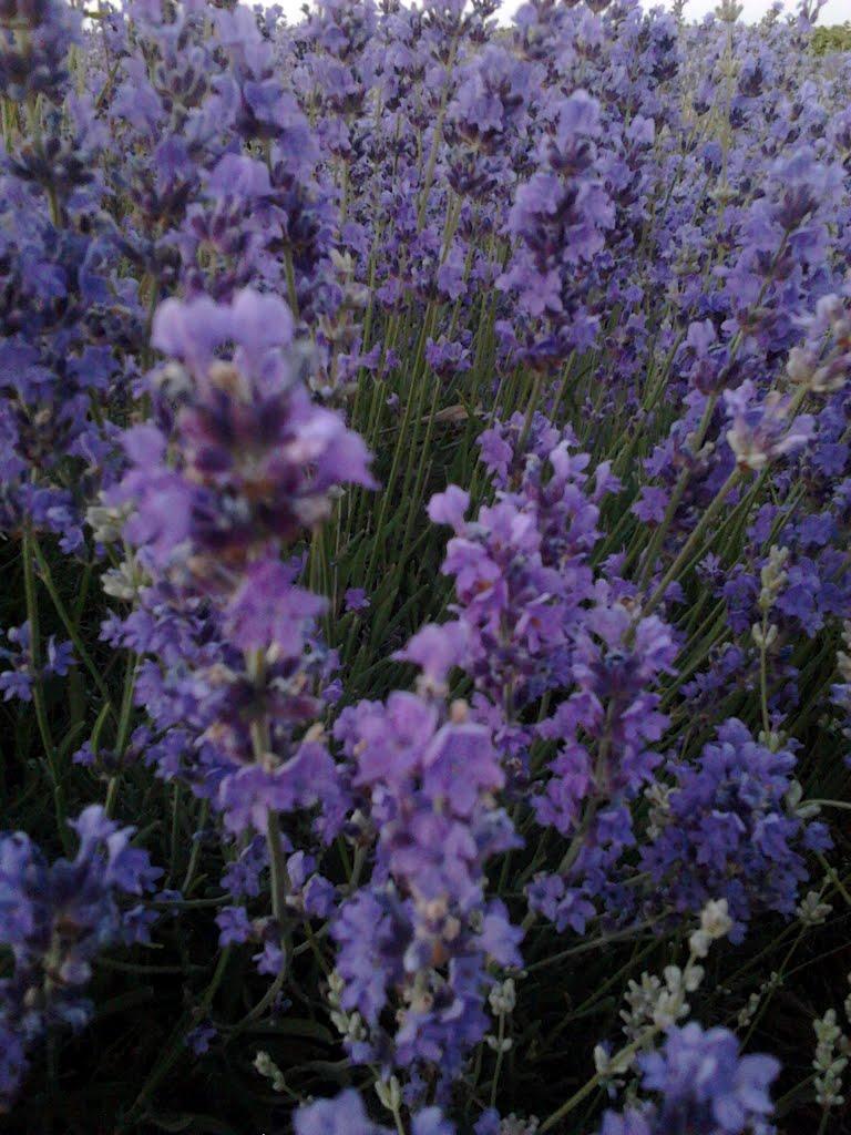 Львове з panoramio.com