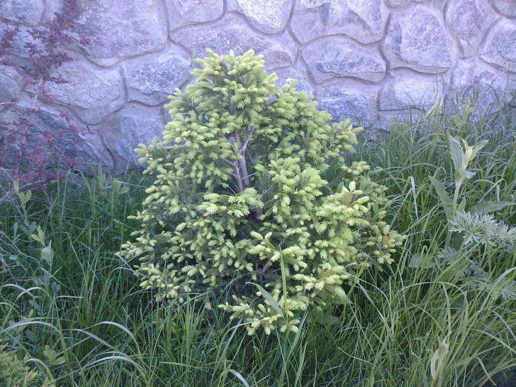 Кам'яні Потоки з panoramio.com - Кам'яні Потоки