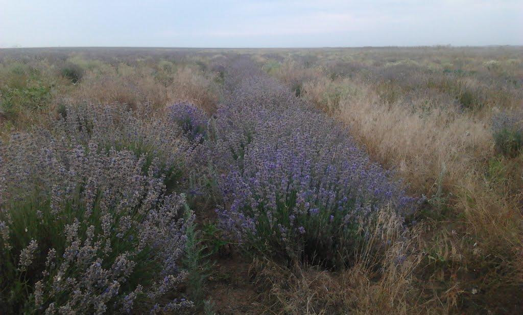 Львове з panoramio.com - Львове