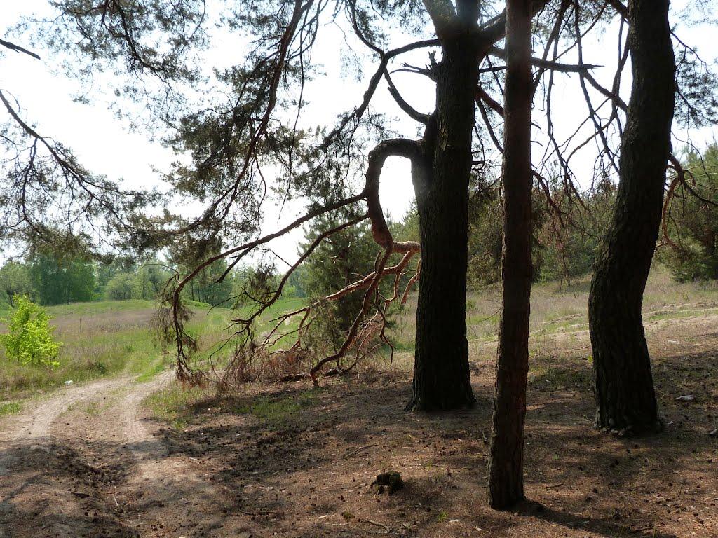 Бірки з panoramio.com - Бірки