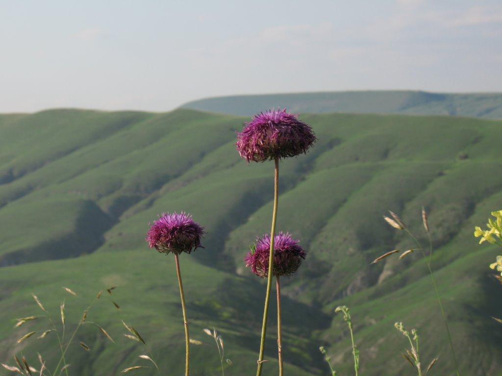 Підгірне з panoramio.com - Підгірне