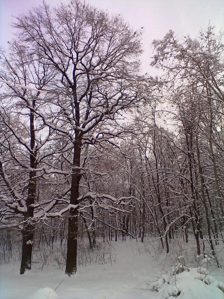 Софіївська Борщагівка з panoramio.com (ч.2) - Софиевская Борщаговка