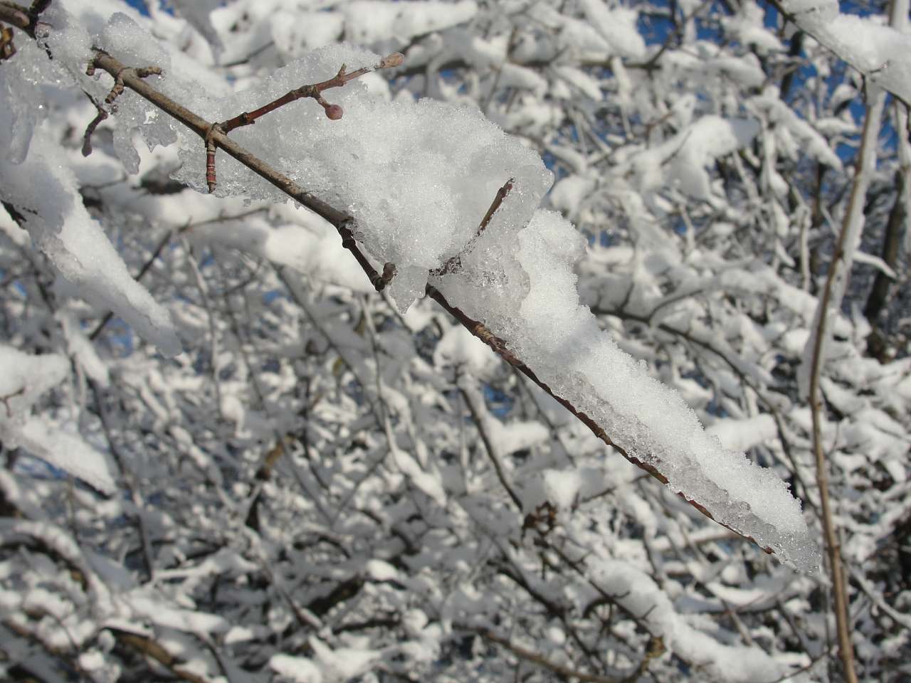 Червона Чагарівка - Червона Чагарівка