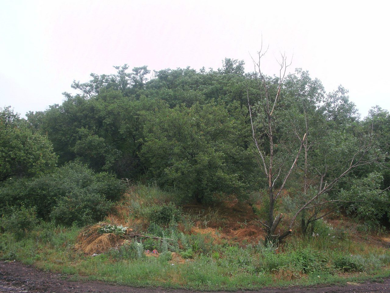 2011 год - Димитров