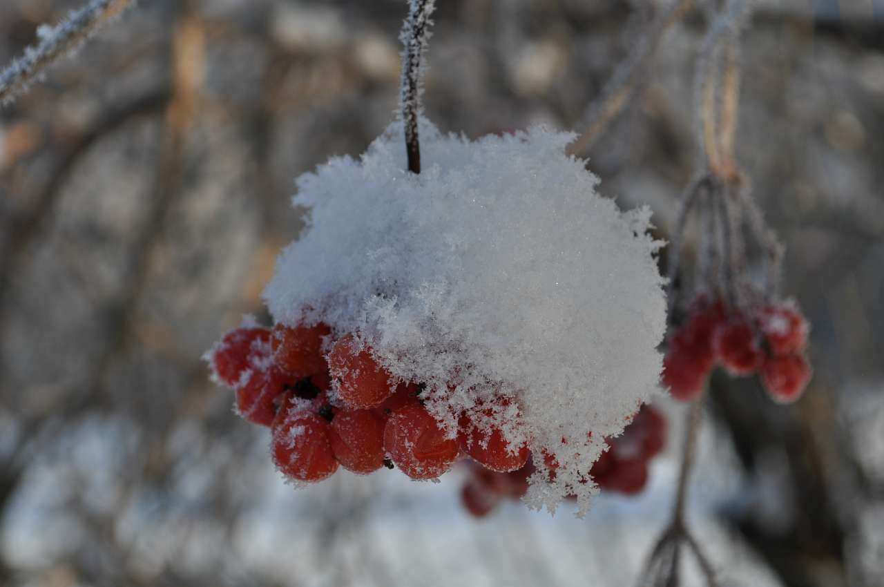 Канадська допомога - Пузирі