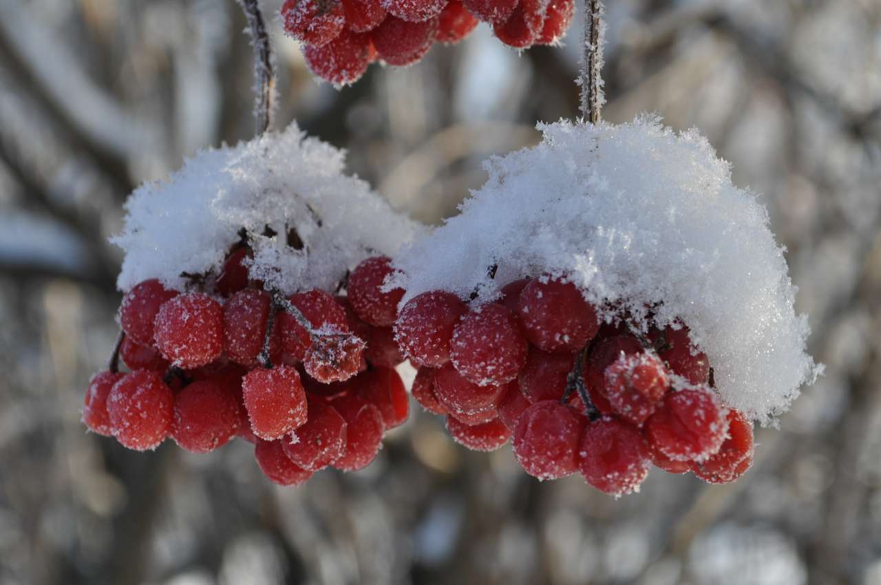 Канадська допомога - Пузыри