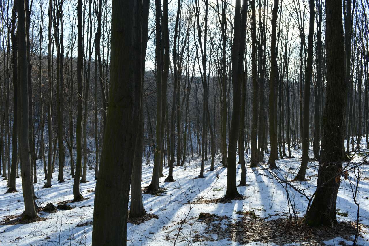 Сокиринцы, история, природа, люди. - Сокиринцы