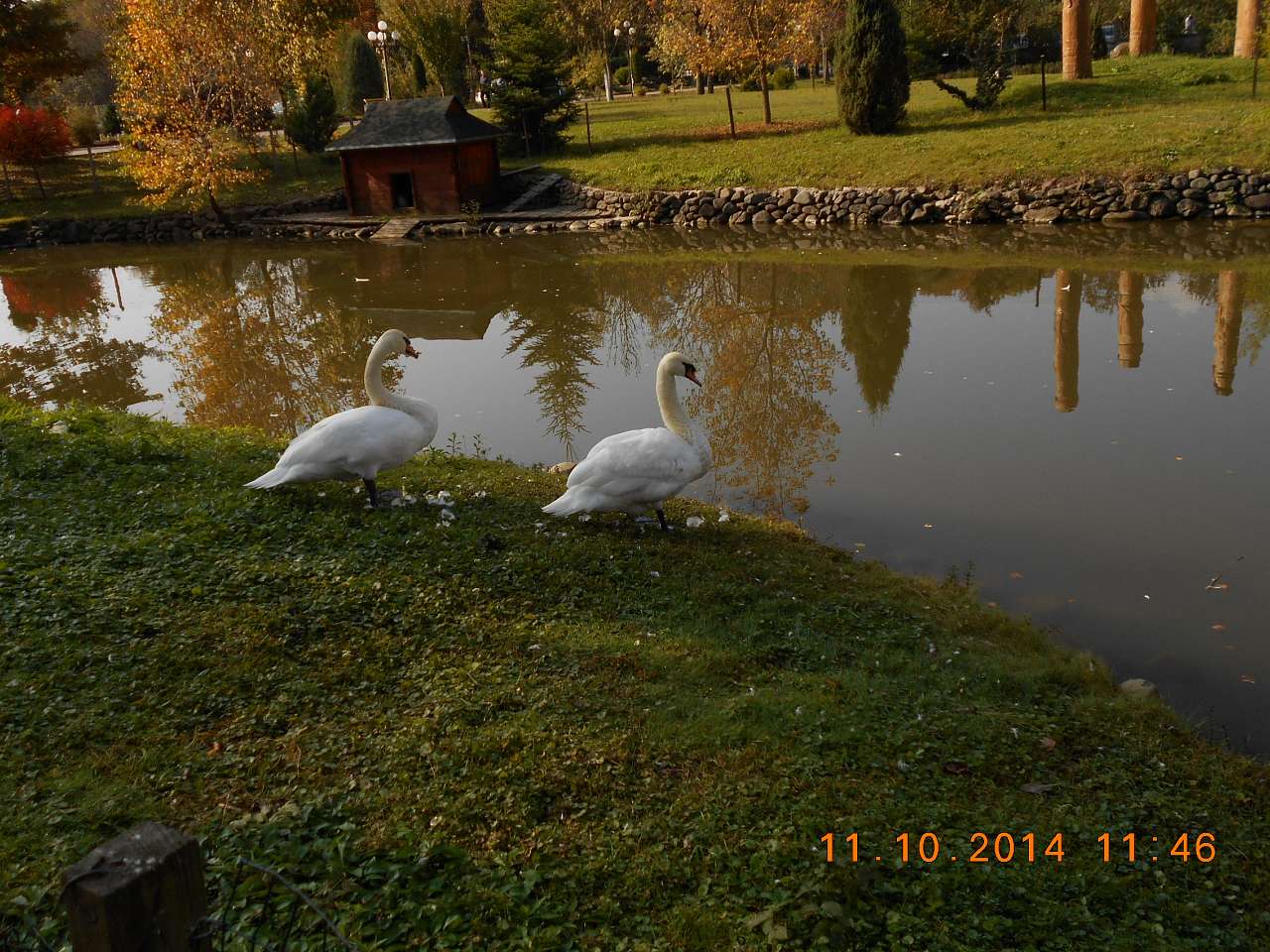 'Сонячна Поляна' у Поляні - Поляна