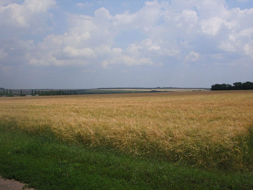 2011 год - Степанівка