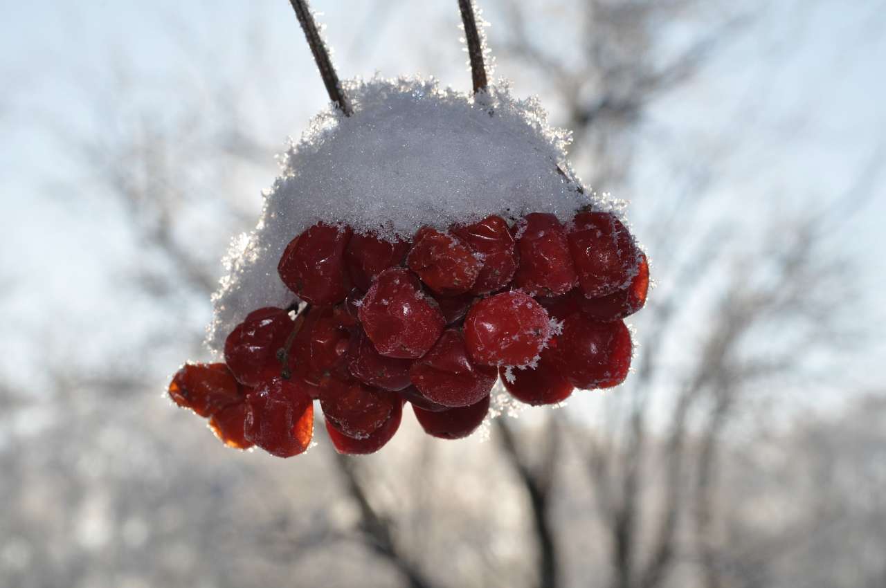 Канадська допомога - Пузирі