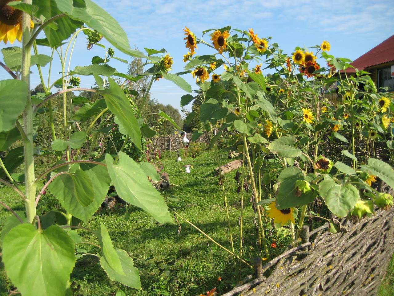 КУРОЗВАНИ 2010 - Курозвани