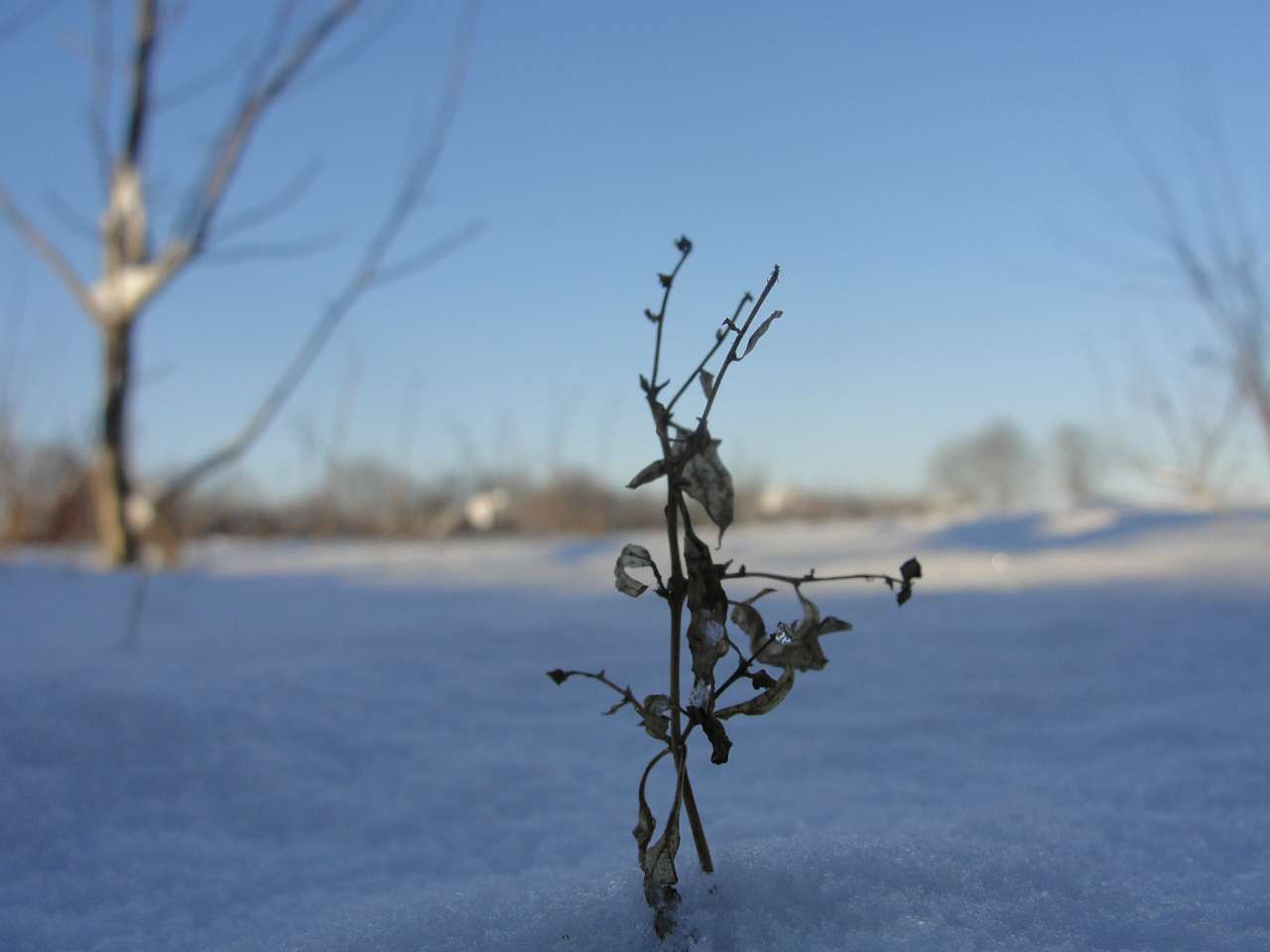 Червона Чагарівка - Червона Чагарівка