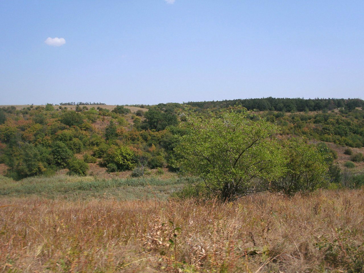 2011 год - Золотой Колодезь