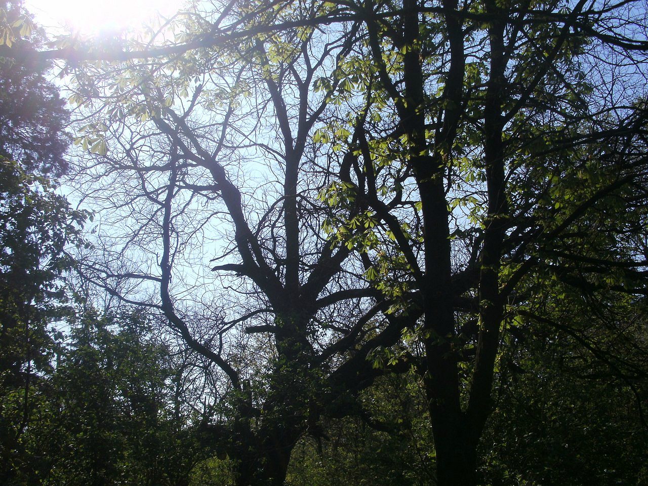 2011 год - Вірівка