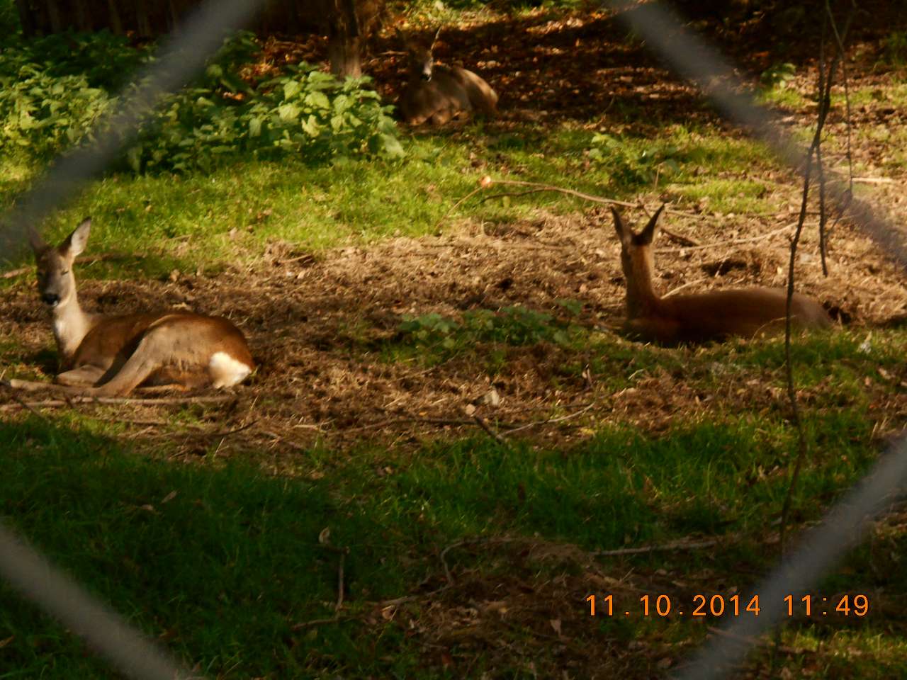 'Сонячна Поляна' у Поляні - Поляна