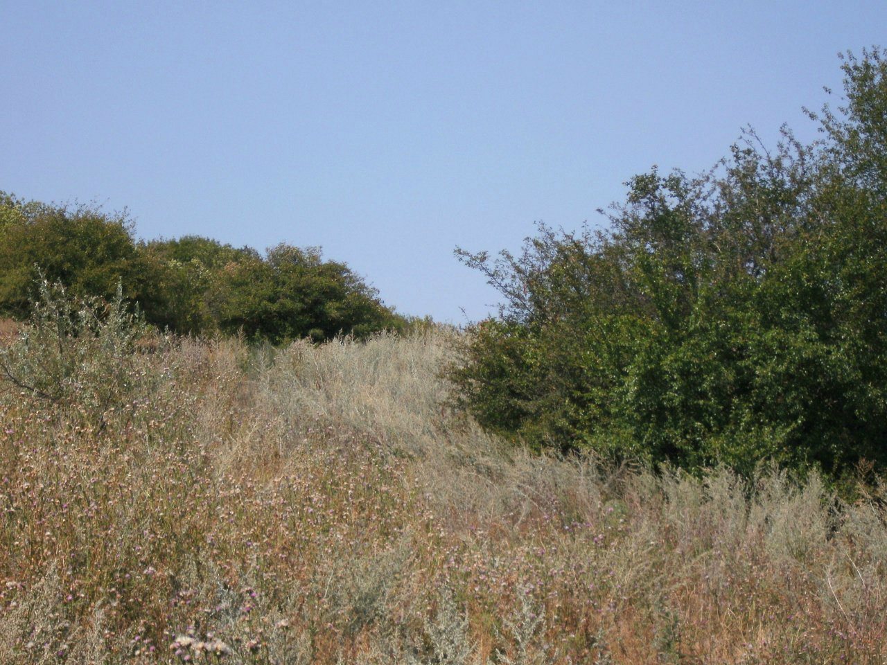 2011 год - Золотой Колодезь