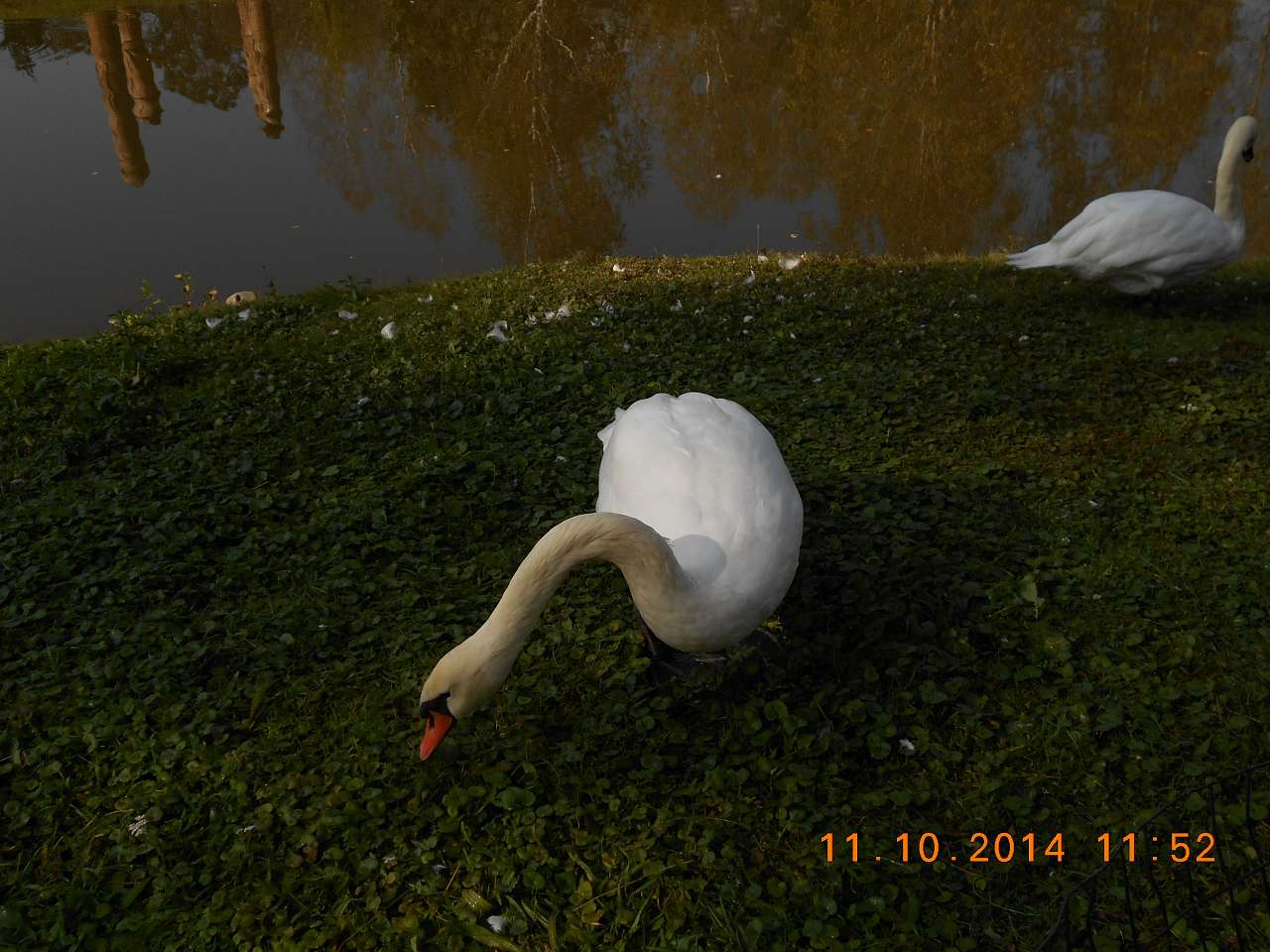 'Сонячна Поляна' у Поляні - Поляна