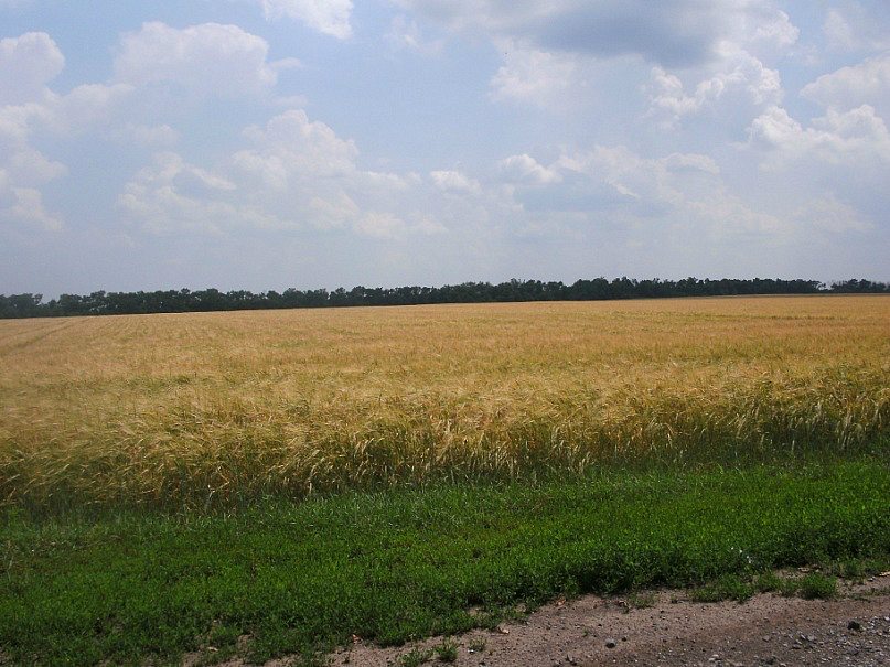 2011 год - Степанівка