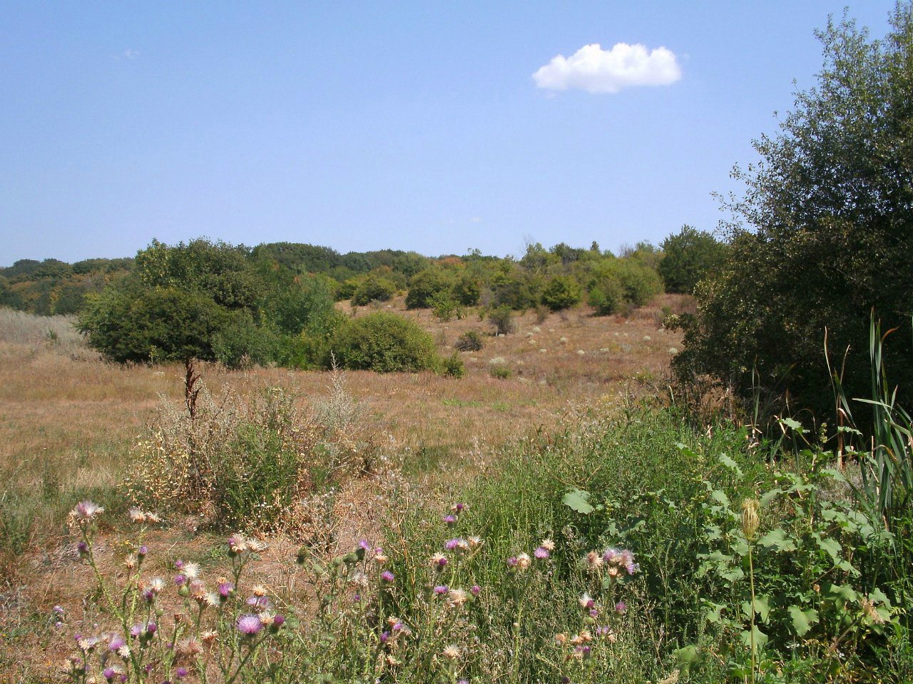 2011 год - Золотой Колодезь