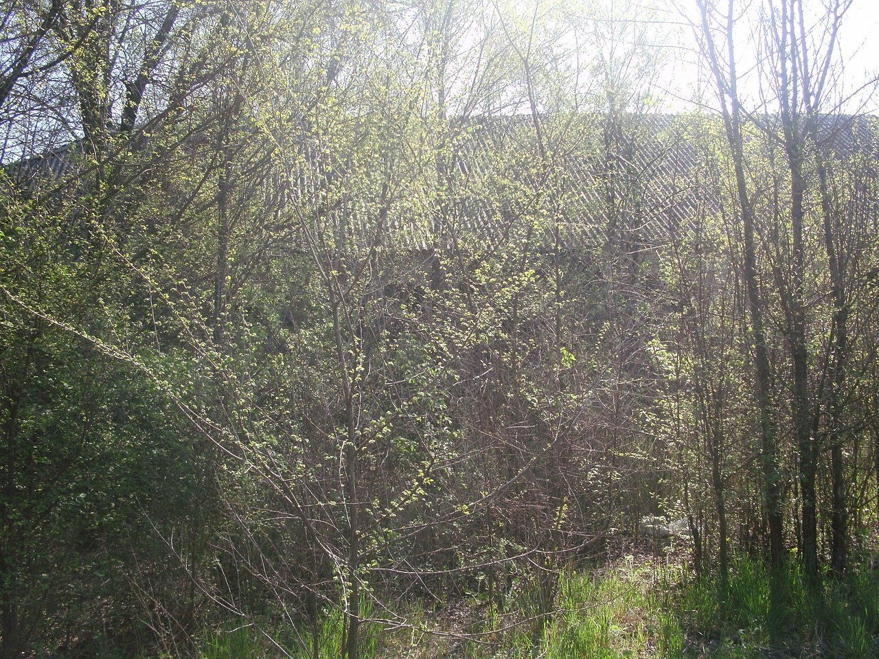 2011 год - Вірівка