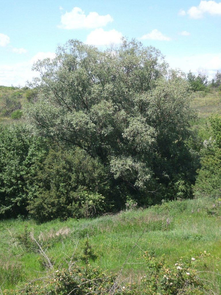 2011 год - Золотой Колодезь