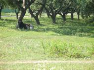 Моньки з panoramio.com