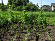 Білий Камінь з panoramio.com