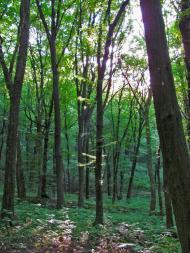 Кринцілів з panoramio.com