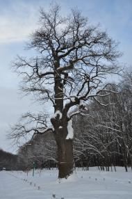 Диканька з panoramio.com