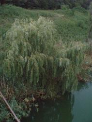 Кам'яне Поле з panoramio.com