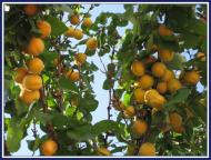 Масківці з panoramio.com