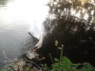 Комишуваха з panoramio.com